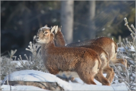 <p>MUFLON (Ovis musimon) Šluknovsko - Harta /Mouflon - Mufflon/</p>